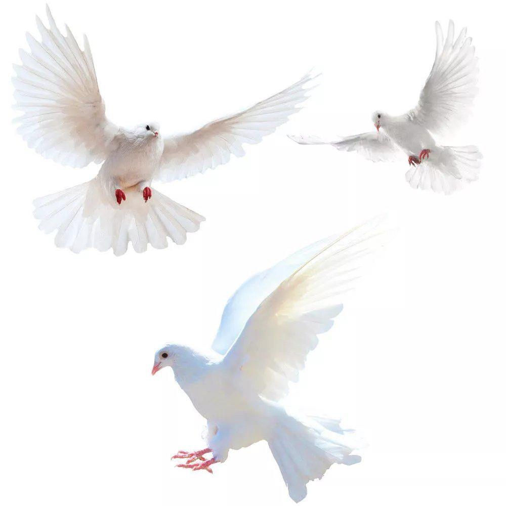 Stiker dinding merpati perdama - Interior Design Magazine ulasan dan harga